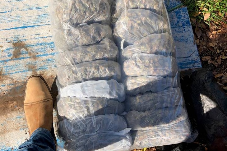 20 bags of dried cannabis inside a larger bag, with a man's boot-clad foot for size comparison.