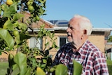 An elderly man looks up to a lemon tree on a sunny day, a light brown brick house is in the background.