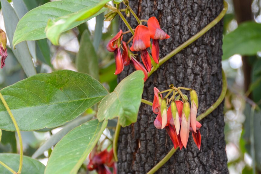 Red-flowered creeping plant winding around a tree trunk