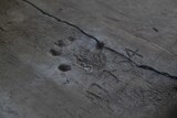 A small child's handprint in a concrete slab, with a date marked in 1954.