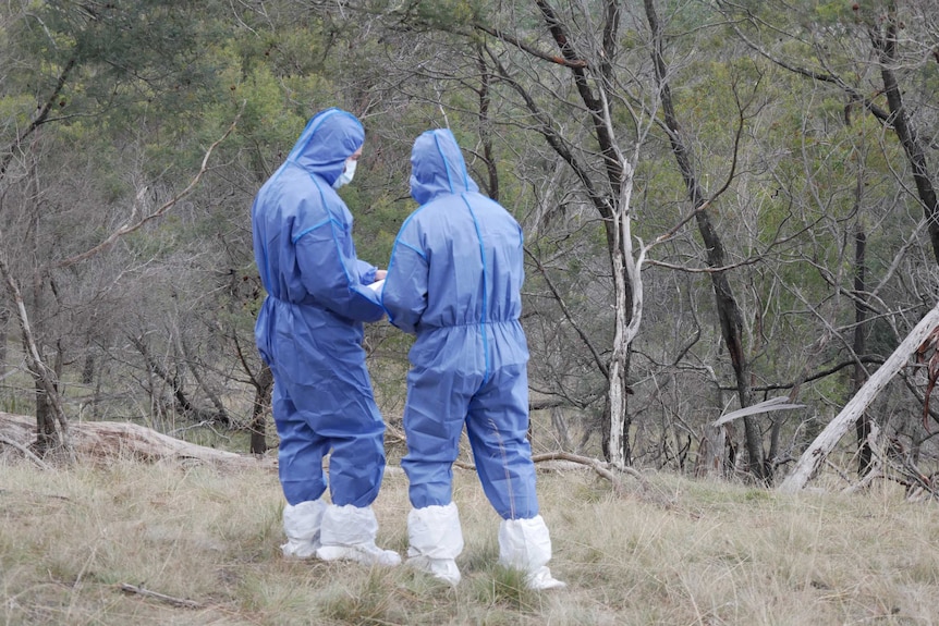 Forensic police in blue jumpsuits compare notes in bushland.
