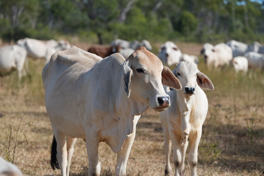 Brahman cattle in field