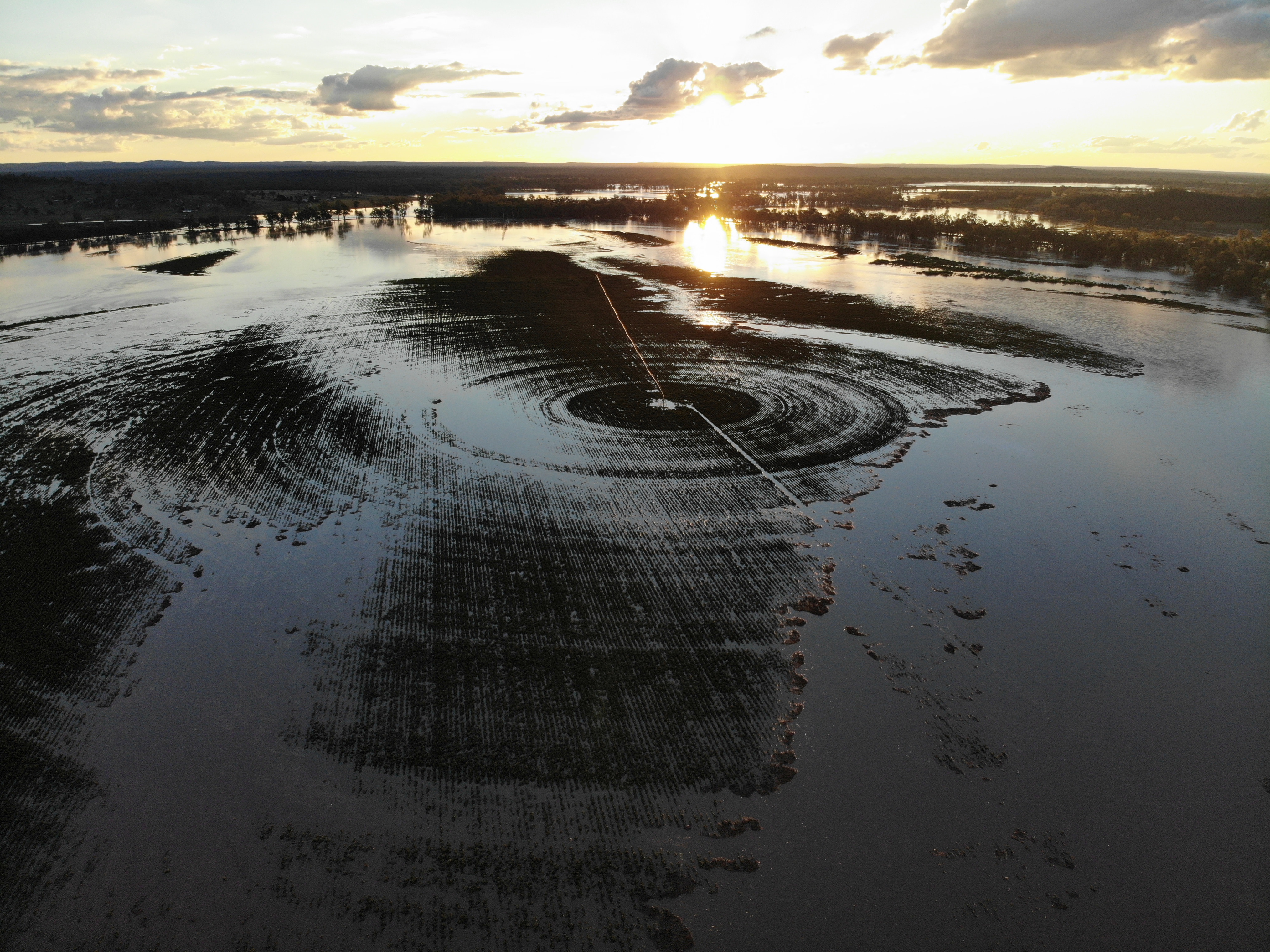 Dumaresq River flood sees farmers go from drought to deluge, destroying first good crop in years - ABC News