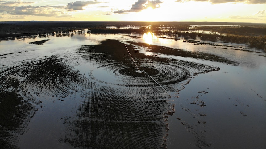 An irrigated cotton crop is flooded.