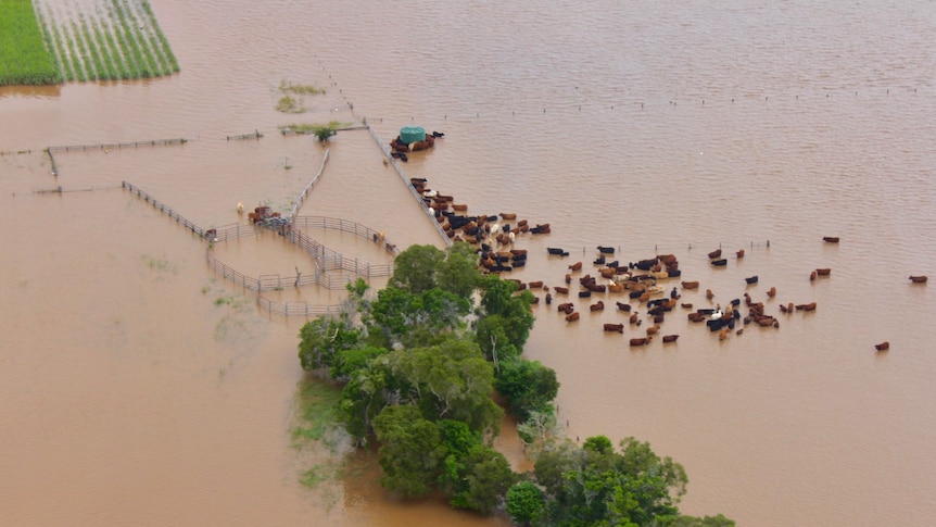 Cows in flood water, aerial view.