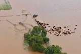 Cows in flood water, aerial view.