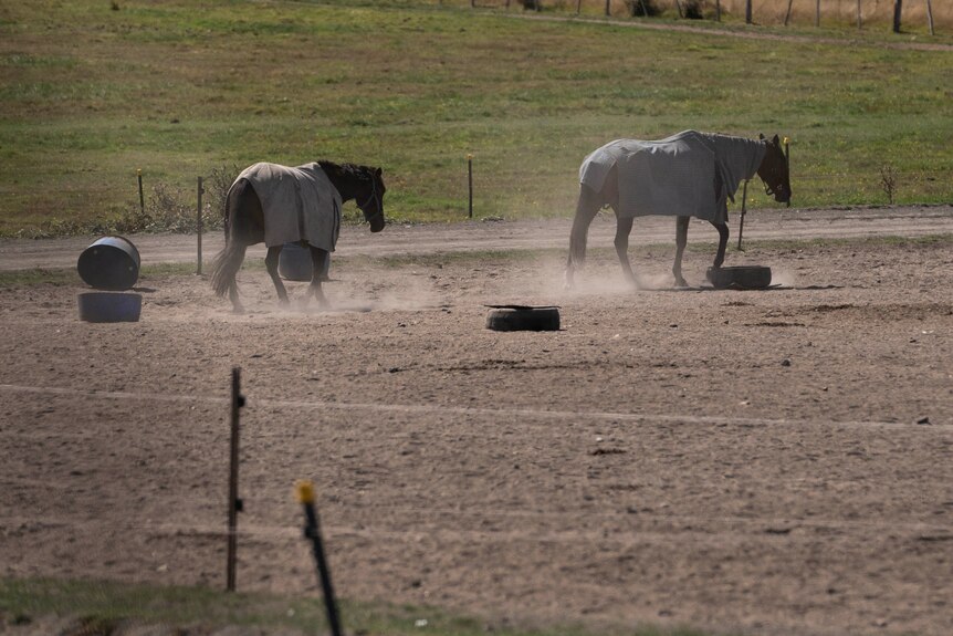 Two horses in a dirt-covered paddock hit up dust and dirt as they walk.