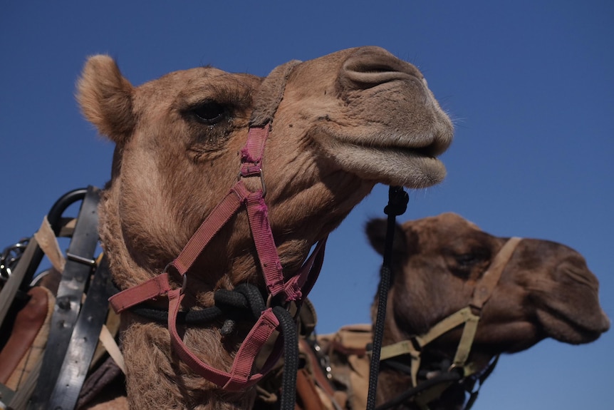A close up of two camels' faces in halters, one in focus in the foreground and one in the background against a deep blue sky. 