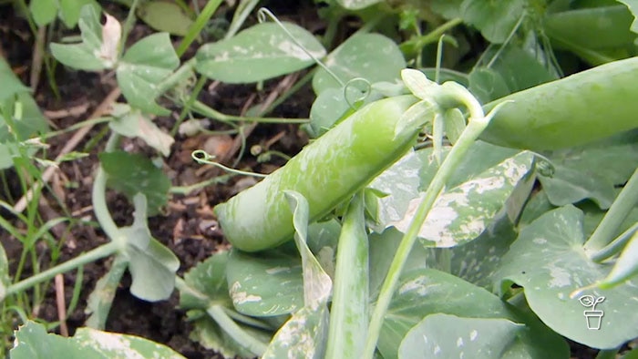 Peas growing on the plant