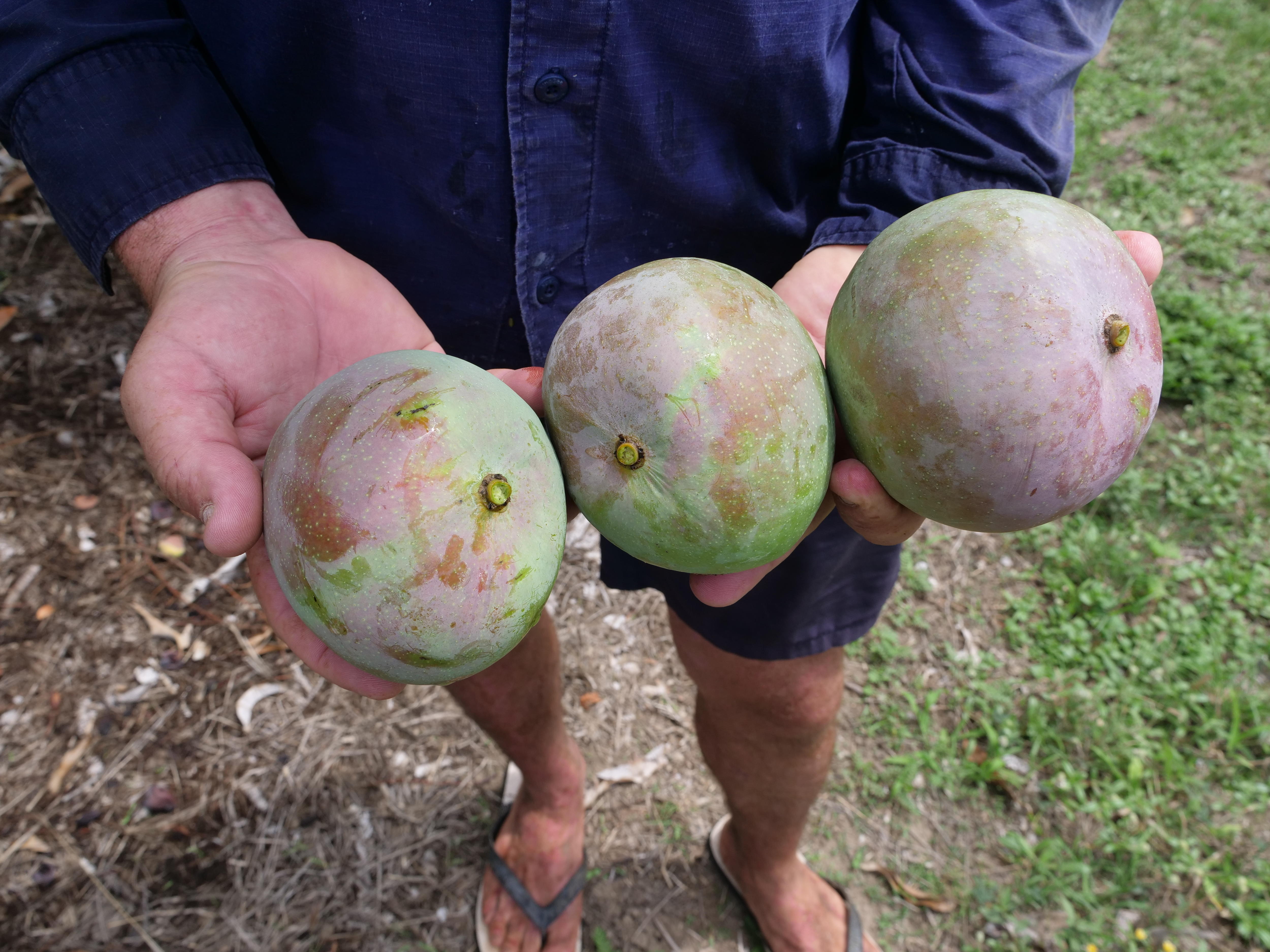 Queensland mango growers eye strong yield as harvest begins ABC News