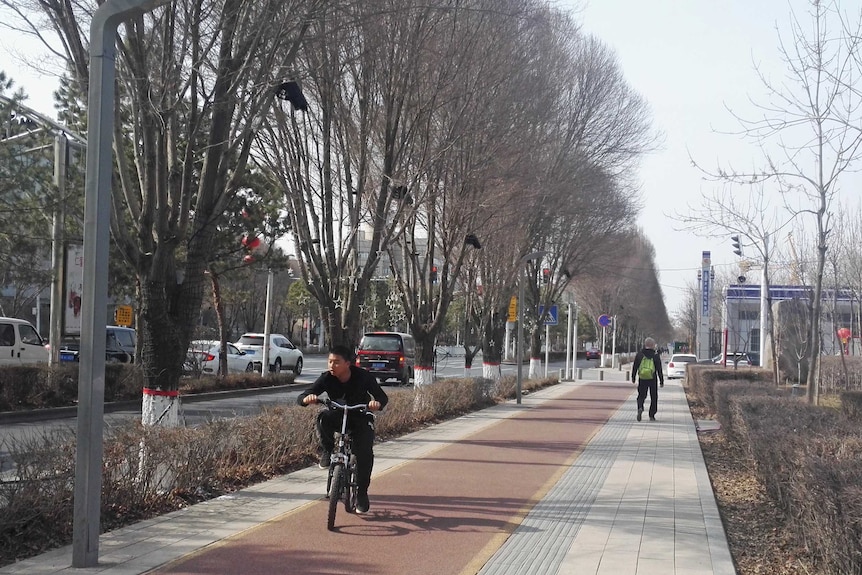 A man rides his bike below a line of cameras secured in a row of trees.