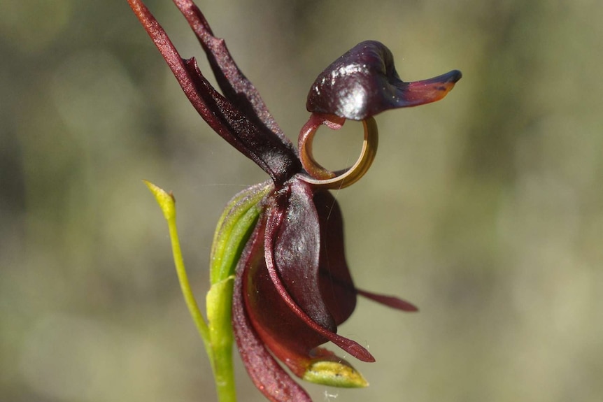 Caleana major or Flying Duck Orchid