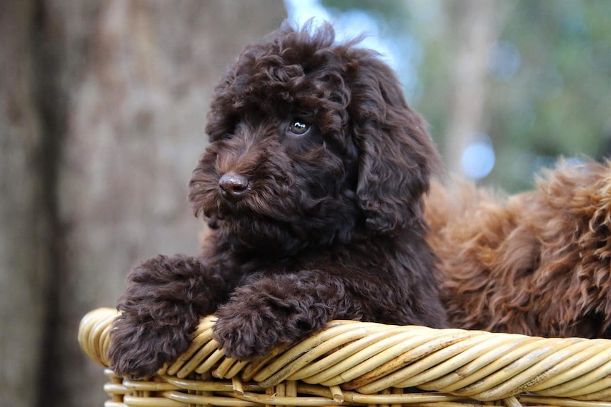 a chocolate brown labradoodle puppy sits in a basket. 