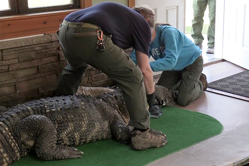 a man straddles the alligator and ties hum up for transport