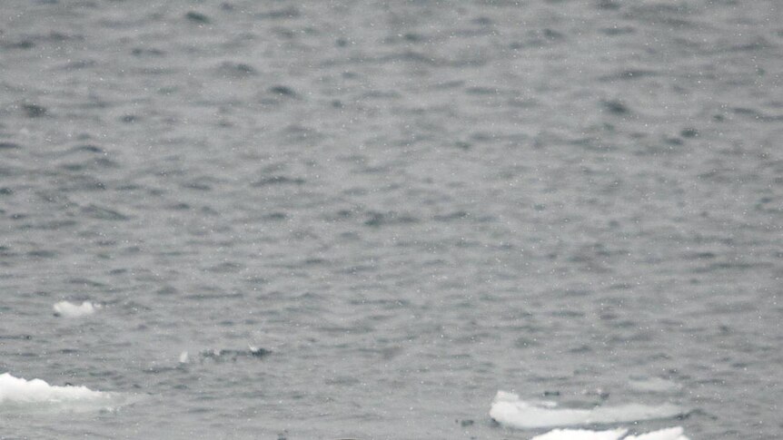 A leopard seal in Antarctica