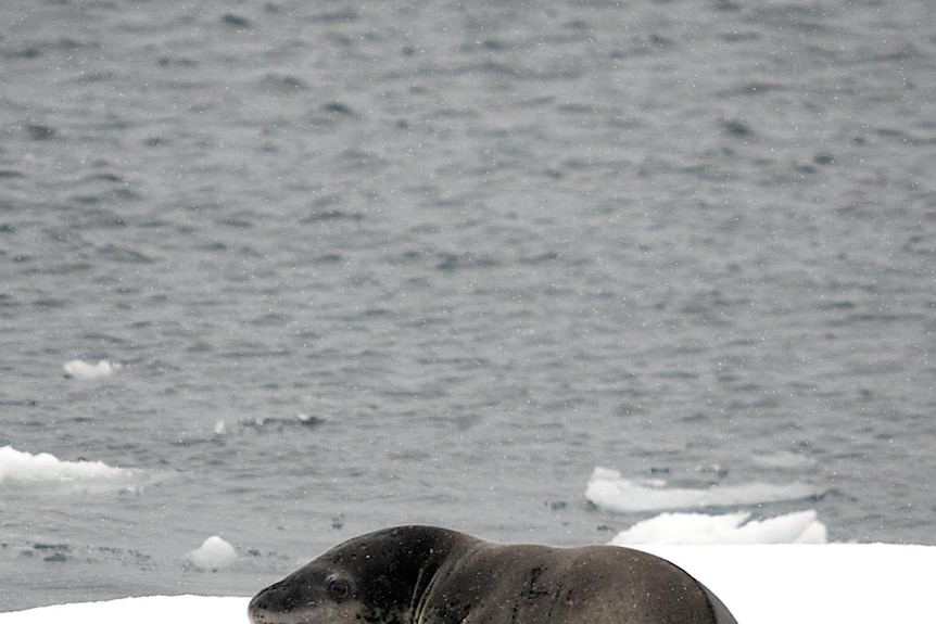 A leopard seal in Antarctica