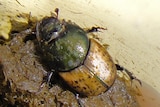 Onthophagus vacca dung beetle.