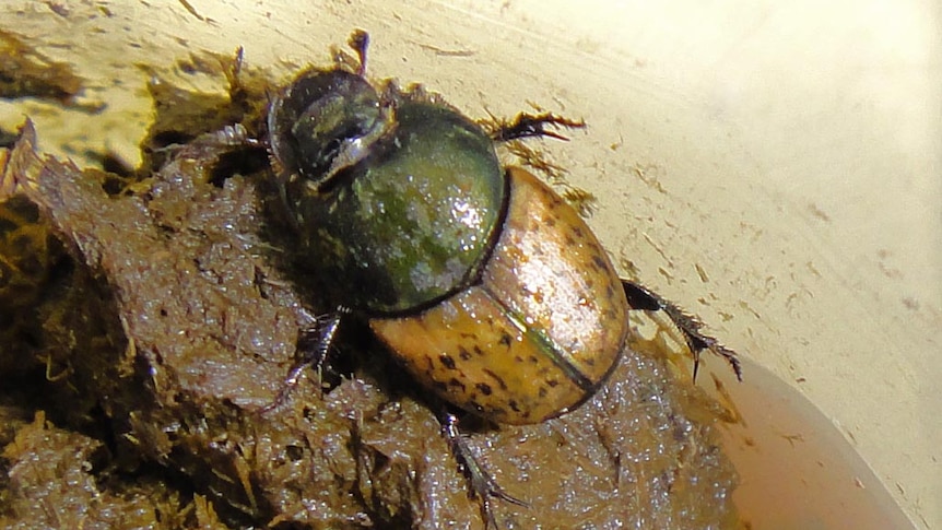 Onthophagus vacca dung beetle.