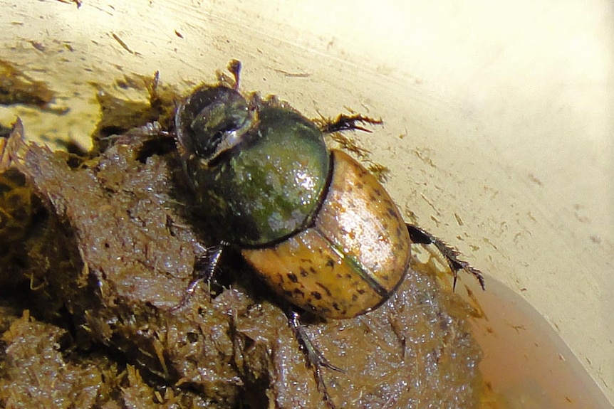 Onthophagus vacca dung beetle.