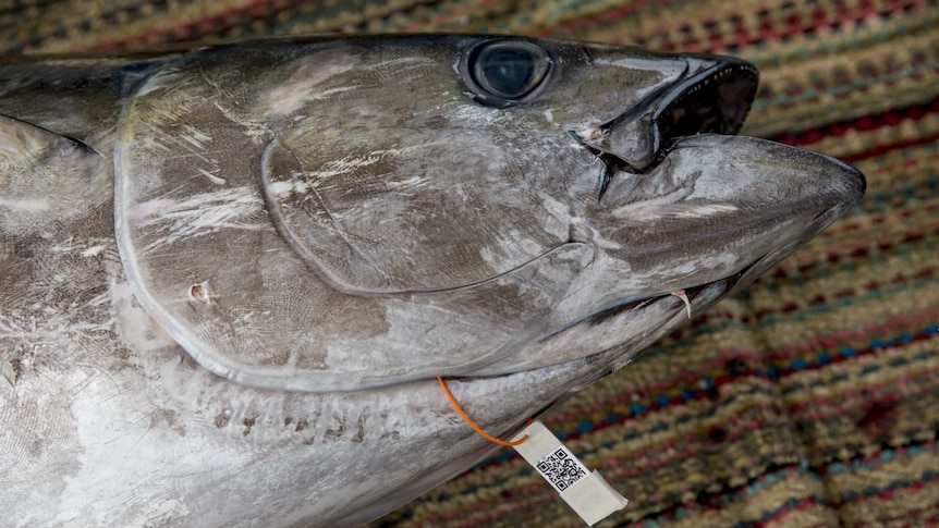 A tuna with an attached QR code.