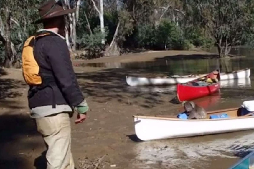 Koala sits in the front of a canoe in Murray River.