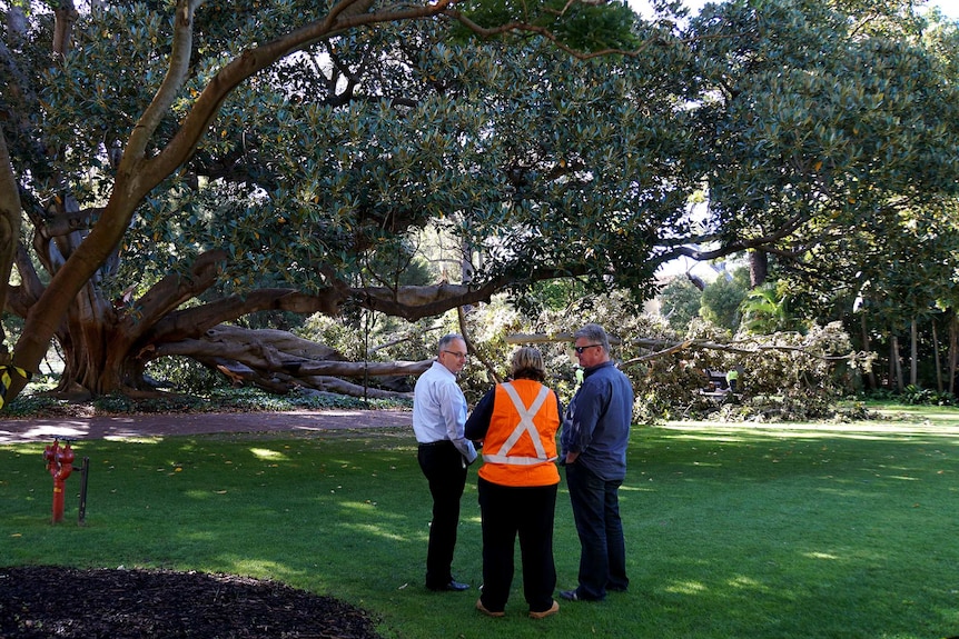 Three people standing in a university court yard in front of a large collapsed tree.