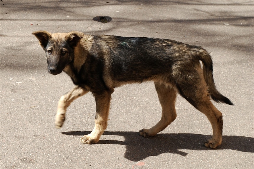 A brown and black dog prowls a street