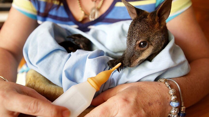 Orphaned baby swamp wallaby is held by an animal carer after being burned in a bushfire.
