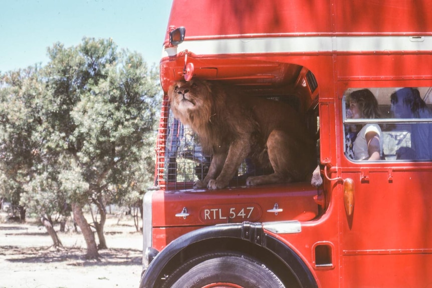 Lion in bus
