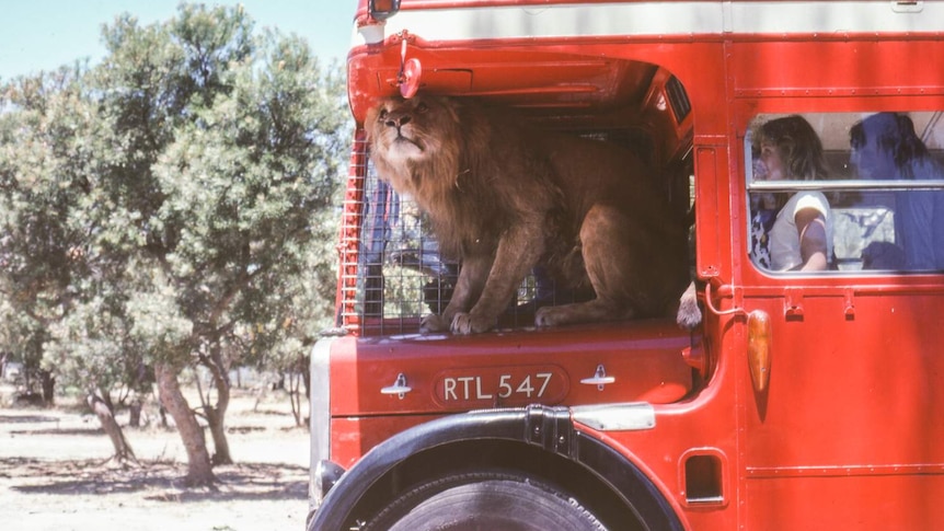 Lion in bus