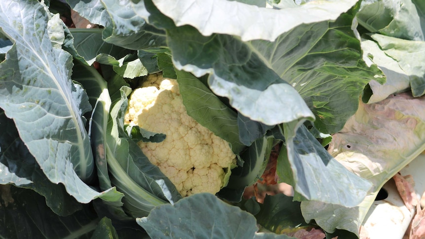 A cauliflower head surrounded by leaves