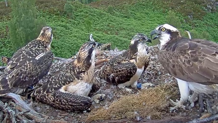 An osprey nest in Scotland with three grown chicks and an adult bird