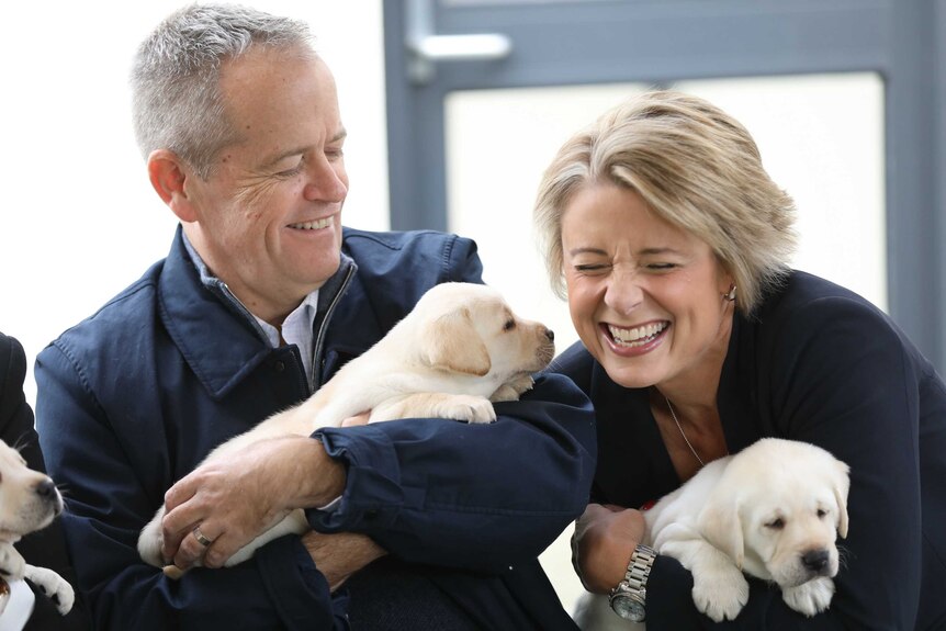 Bill Shorten and Kristina Keneally laugh as they hold Labrador puppies.