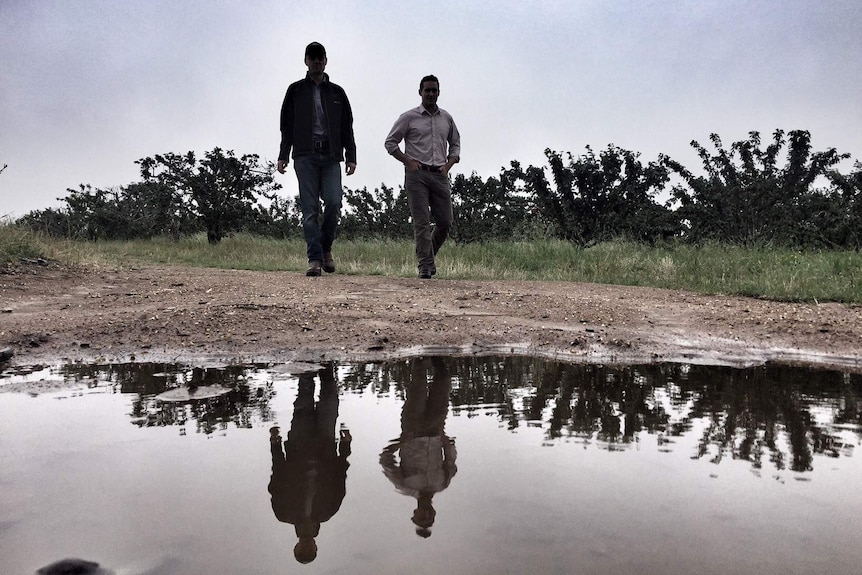 Tom Eastlake and Adam Coleman standing over a wet patch at the Wombat cherry farm after heavy rainfall.