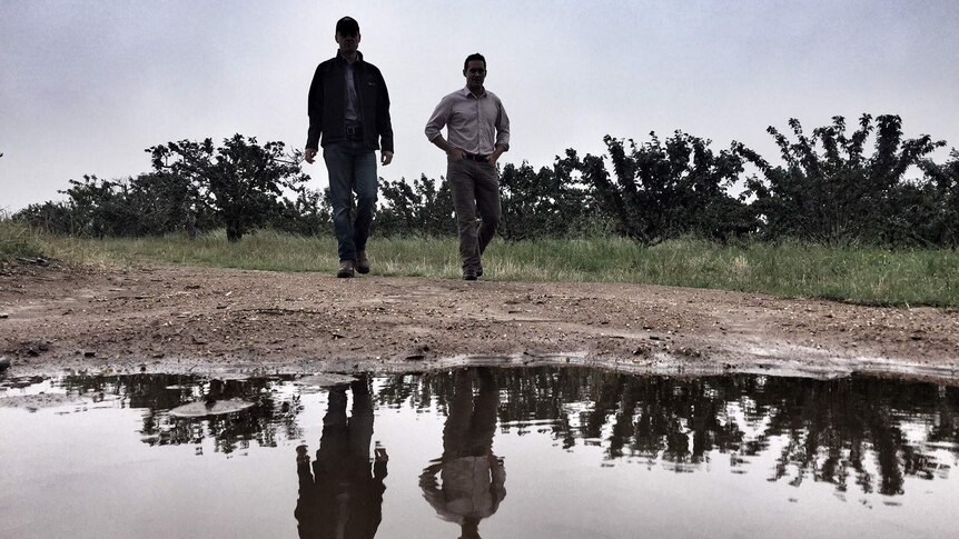 Tom Eastlake and Adam Coleman standing over a wet patch at the Wombat cherry farm after heavy rainfall.