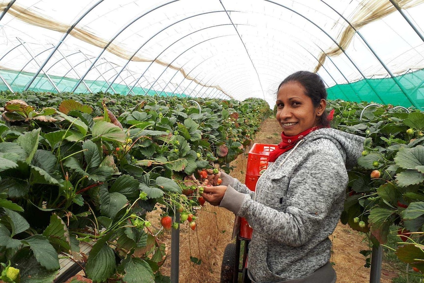 a berry picker inside a poly tunnel with strawberries