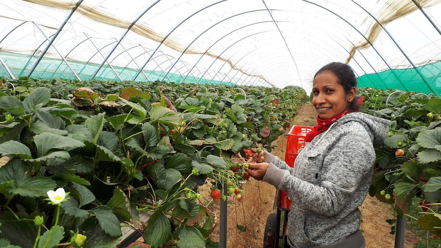 a berry picker inside a poly tunnel with strawberries