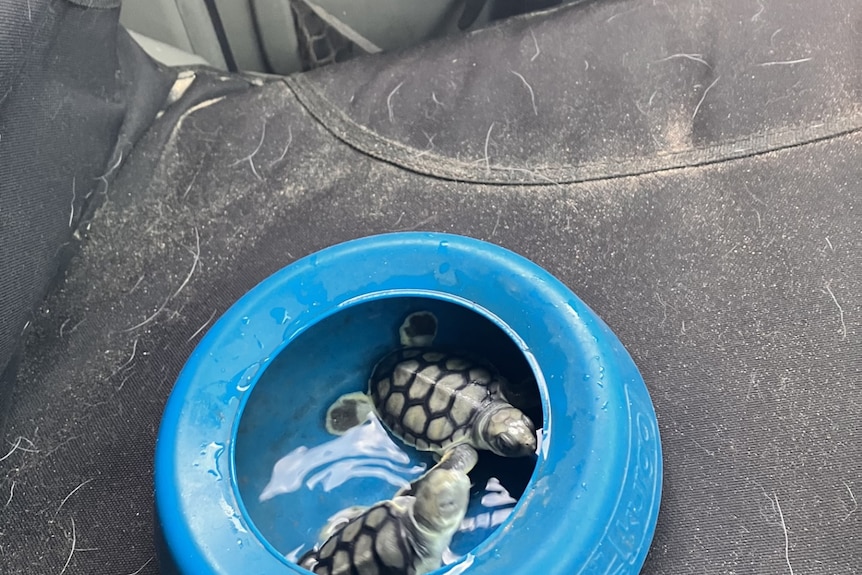 Two turtle hatchlings in a blue bowl of water.