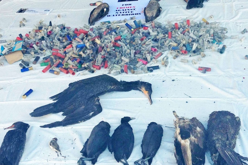 Dead ducks dumped outside Ted Baillieu's office.