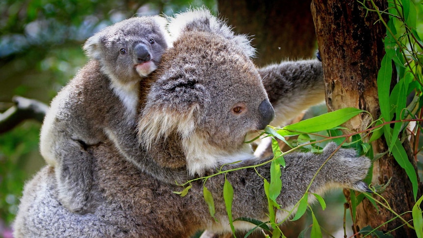 Koala with joey eating eucalypt leaves