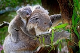 Koala with joey eating eucalypt leaves