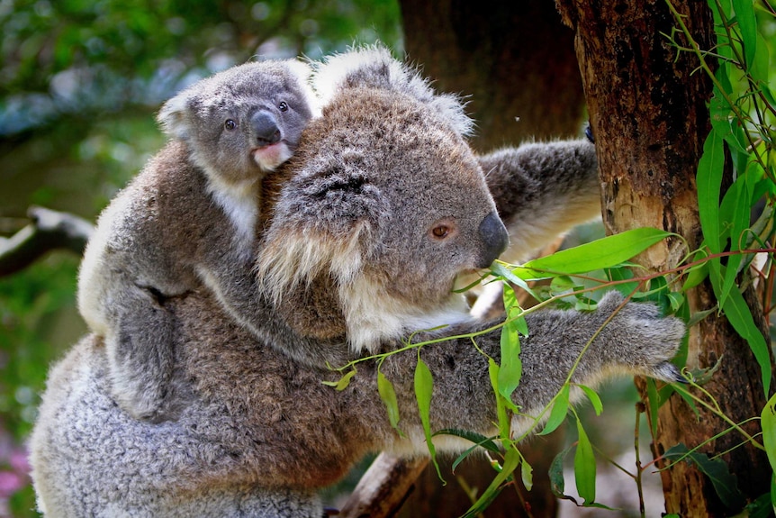 Koala with joey eating eucalypt leaves