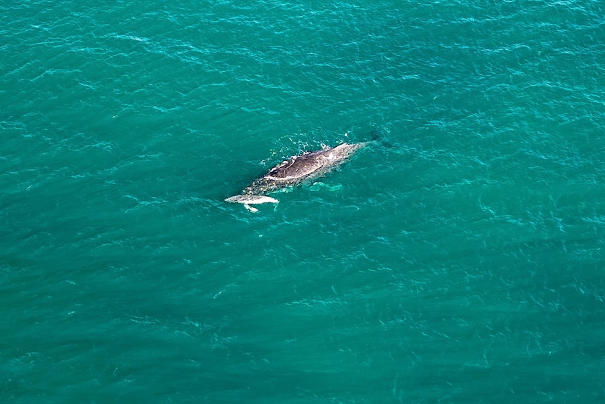 adult whale swimming with newborn calf in blue green ocean