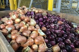 Onions at Virginia Farm Produce