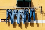 A row of denim jeans hang on the line against a yellow wall to depict theories about denim, such as buying jeans too tight.