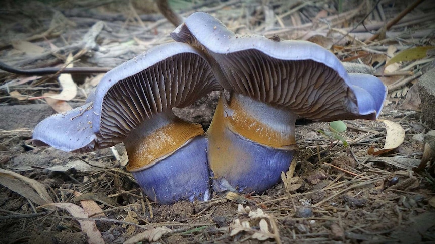 Two purple fungi, Cortinarius Archeri, side by side.
