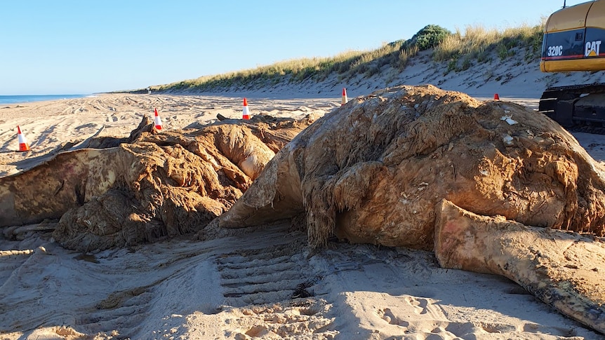 A rotting whale carcass