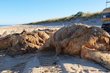 A rotting whale carcass