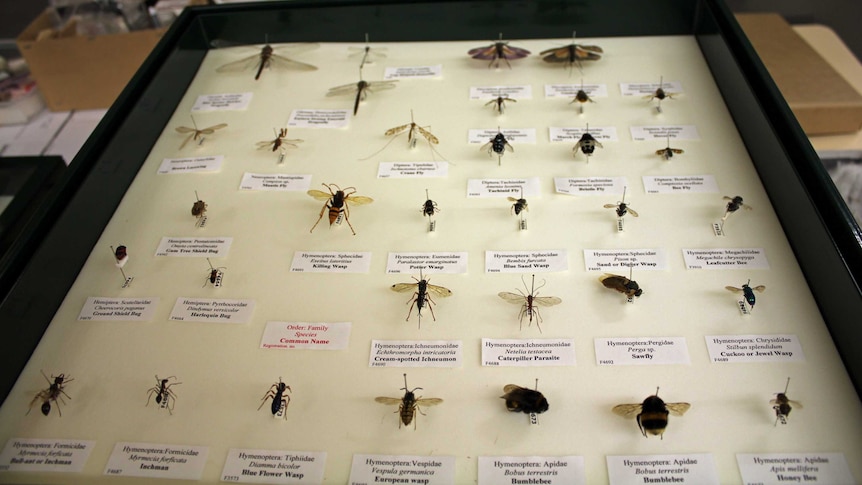 Ants, wasps and other insects in a display draw