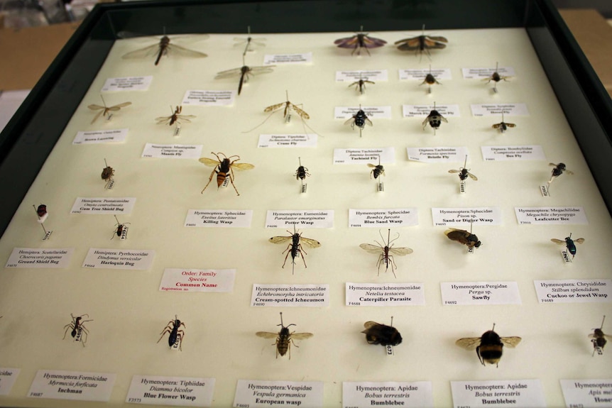 Ants, wasps and other insects in a display draw